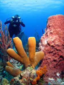 Sponges. Turneffe atoll, Belize. Canon Ixus 980, W20 Ikel... by Bea & Stef Primatesta 
